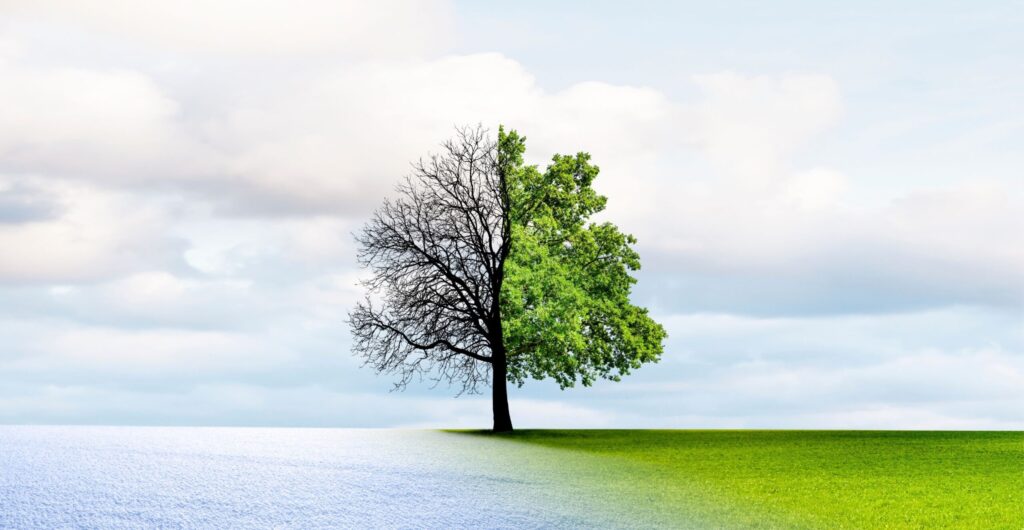Ein Baum, halb kahl im Winter über Schnee, halb belaubt im Sommer über grüner Wiese - Insight zur Unternehmenstransformation